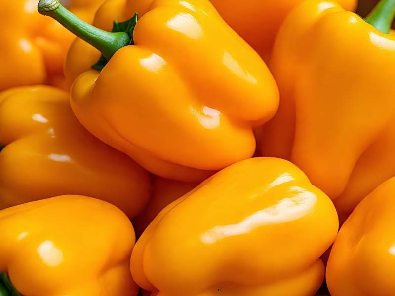 Bumbu Tropis yang Mendunia